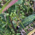 Boscia mossambicensis Fruto