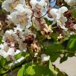 Catalpa bignonioidesFlower