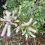 Mimosa caesalpiniifolia फूल