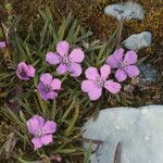 Dianthus glacialis Flor