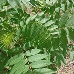 Rhus glabra Hoja