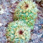 Echinocereus bristolii Leaf