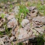 Carex pensylvanica Blüte