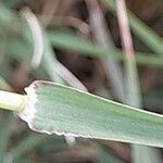 Chloris barbata Leaf