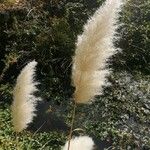 Cortaderia selloana Fleur