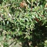 Leptospermum scoparium List