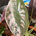 Alocasia cuprea Blatt