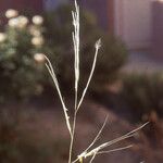 Stipagrostis obtusa