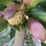 Leucadendron salignum ᱡᱚ