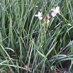 Dietes iridioides Blatt