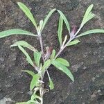 Dicoma tomentosa Leaf