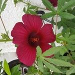 Hibiscus sabdariffa പുഷ്പം