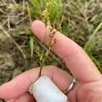 Juncus compressus Floare