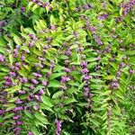 Callicarpa dichotoma Meyve