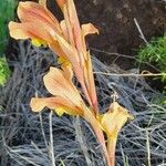 Gladiolus dalenii Kwiat