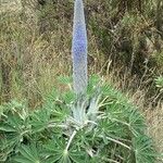 Lupinus alopecuroides Blomst