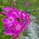 Phlox drummondii പുഷ്പം