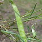 Lathyrus sphaericus Fruto