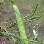 Lathyrus cicera Fruit