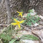 Erythronium americanum 花