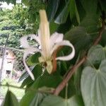 Bauhinia variegataFlower