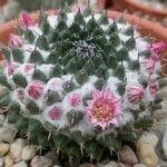 Mammillaria sempervivi Hábito