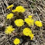 Tussilago farfara Habitus