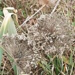 Allium ampeloprasum Fruit