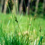 Carex pilulifera Flower