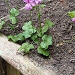 Pelargonium peltatum Blad