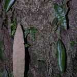 Oleandra articulata Écorce