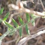 Vicia dasycarpa 葉