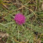 Cirsium acaulon Fiore