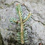 Abies koreana Blatt