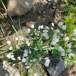 Allium massaessylum Flower