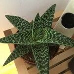 Aloe variegata Φύλλο