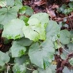 Pericallis appendiculata Leaf
