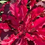 Amaranthus tricolor برگ