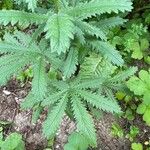 Potentilla rectaBlatt