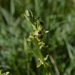 Ophrys aranifera 整株植物