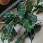 Ficus benjamina Yaprak