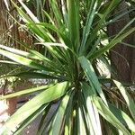 Cordyline australis ഇല