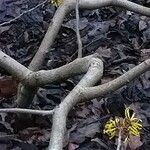 Hamamelis mollis 树皮