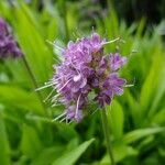 Nardostachys jatamansi Other