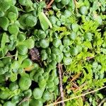 Sedum oreganum Ліст