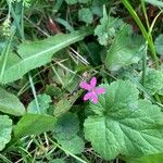 Dianthus armeriaЦветок