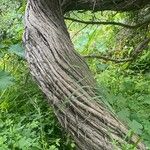 Leptospermum laevigatum Bark