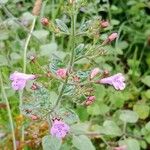 Clinopodium grandiflorum Flower