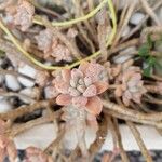 Sedum mendozaeBlatt