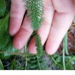 Achillea millefoliumBlatt